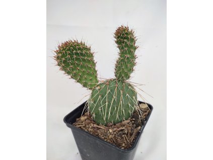 Opuntia polyacantha v. hystricina DJF 1138 XL