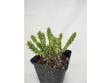 Cylindroopuntia imbricata "Pinky" XL