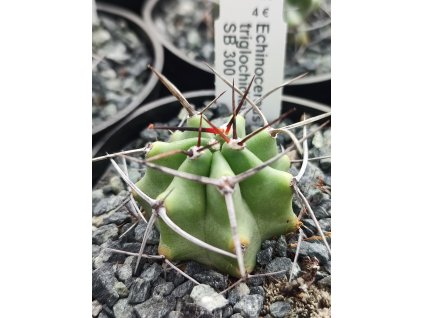 Echinocereus triglochidiatus SB 300