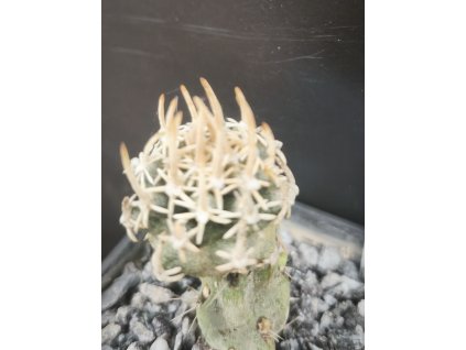 Navajoa fickeisenii RP 145