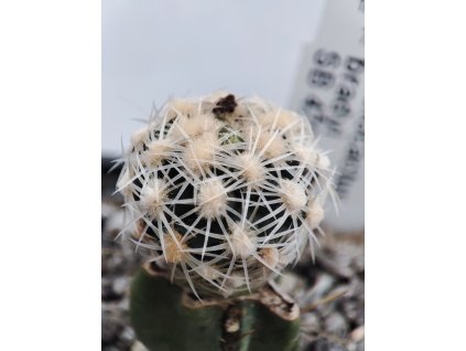 Pediocactus bradyi SB 470