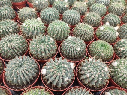 Notocactus buiningii L
