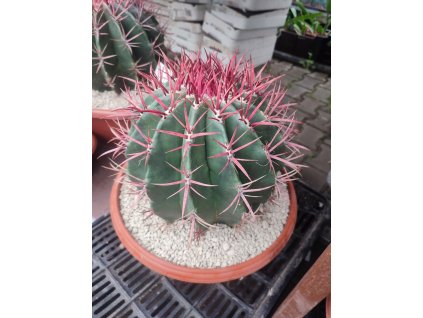 Ferocactus steinesii XXXL