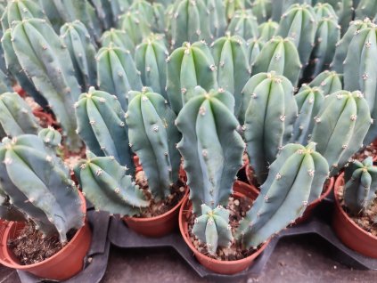 Myrtilocactus geometrizans 100ks