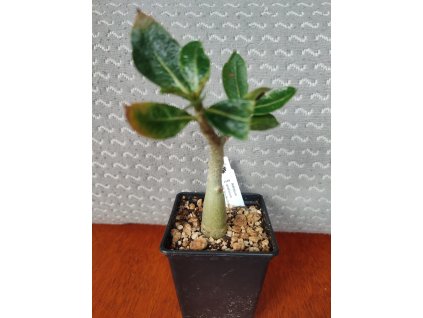 Adenium arabicum Yak Sing Buri /YSB/