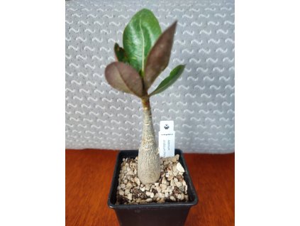 Adenium arabicum Phet Na Wang /PNW/