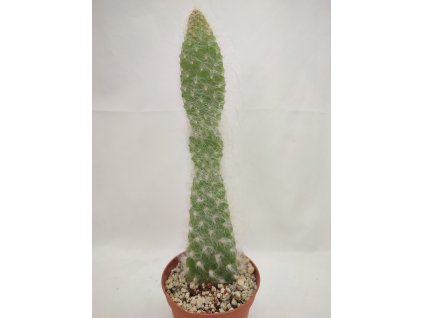 Opuntia engelmanii cv. Broskowitzii