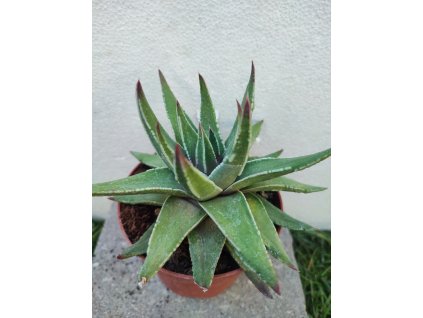 Haworthia marginalis