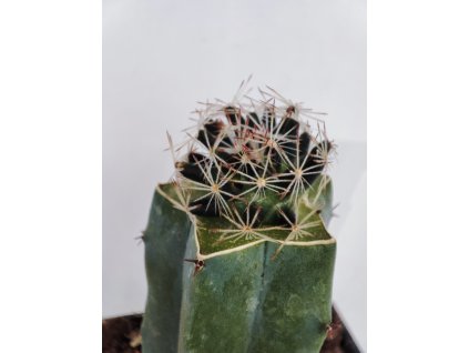 Mamillaria rischerii Arramberii