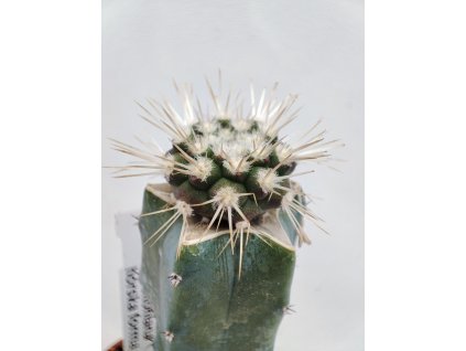 Copiapoa haseltoniana horská forma PHA 2963
