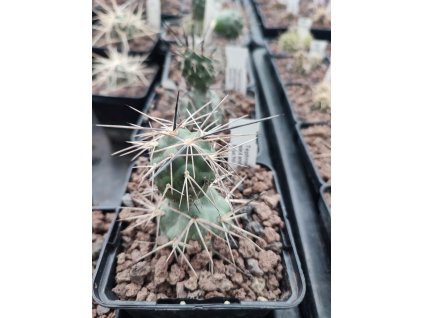 Tephrocactus alexanderii v. bruchii