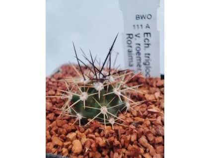 Echinocereus triglochidiatus v. roemerii BWO 111 A,  Roraima, 1340m