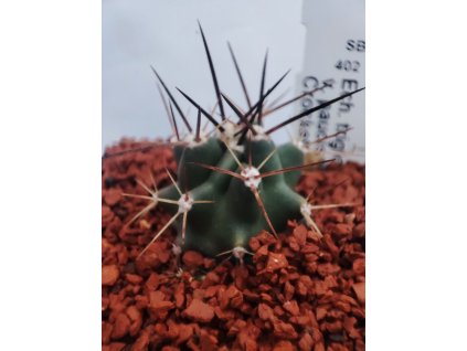 Echinocereus triglochidiatus v. paucispinus SB 402, Crockett Co., Tx
