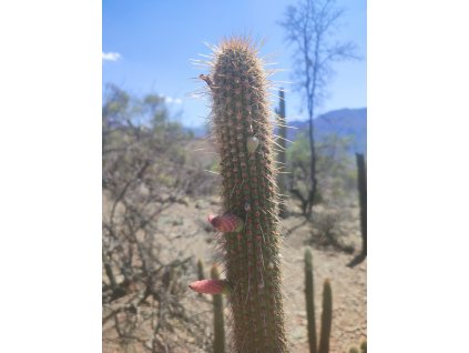 Cleistocactus /min. 20 semen/