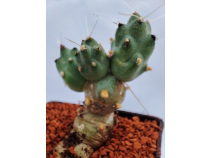 Puna boliviana Pinaya KP