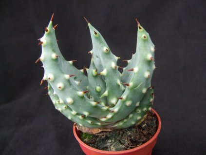 Aloe acculeata