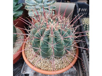 Ferocactus /min. 20 semen/