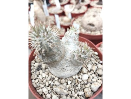 Pachypodium eburneum M