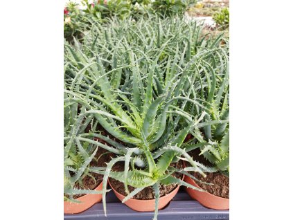 Aloe arborescens kompaktní forma