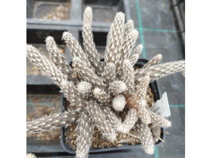 Pterocactus tuberosus