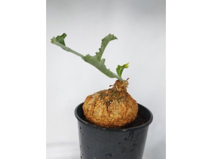 Cephalopentandra sp.n. aff. eccirhosa RM 865, XL