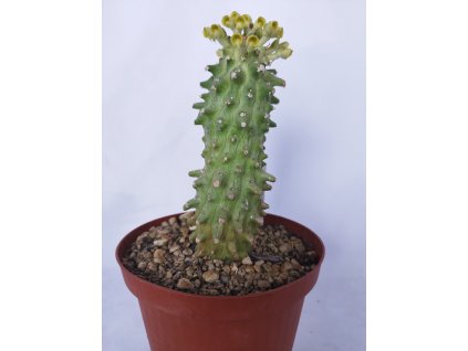 Monadenium reflexum RM467