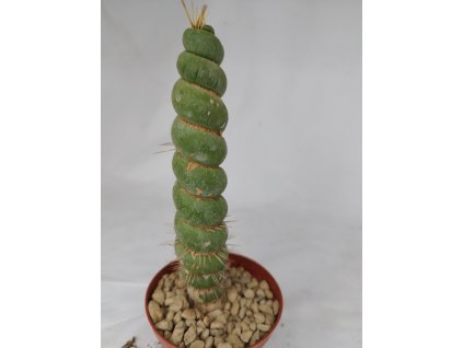 Eulychnia castanea f. spiralis XXL