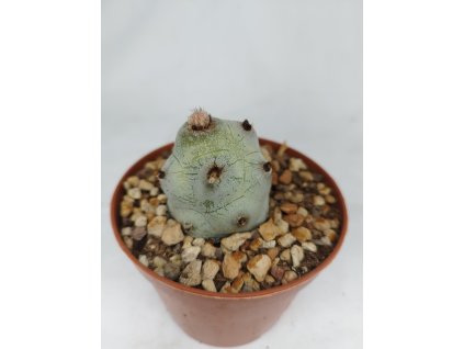 Tephrocactus articulatus v. calvus