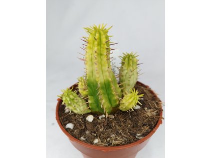 Euphorbia agregata "Variegata"