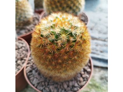 Mamillaria carmenae