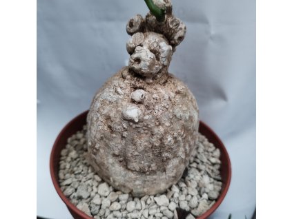 Adenia epigea XL