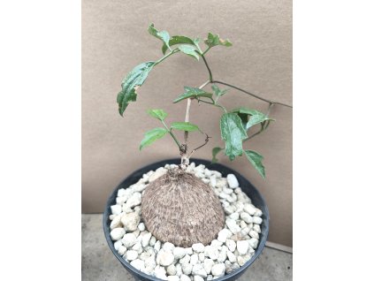 Cyphostemma elephanthopus L