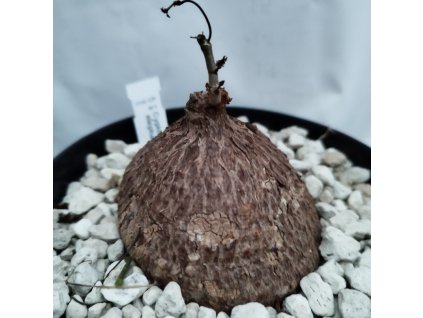 Cyphostemma elephanthopus XL