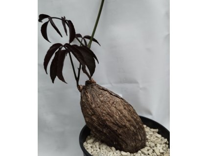 Cyphostema pachypus L