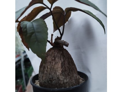 Cyphostema pachypus XL