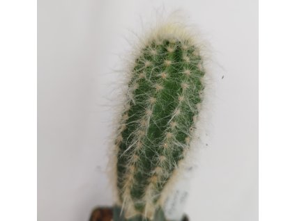 Pilosocereus aurisetus ssp. densilanatus GO 879