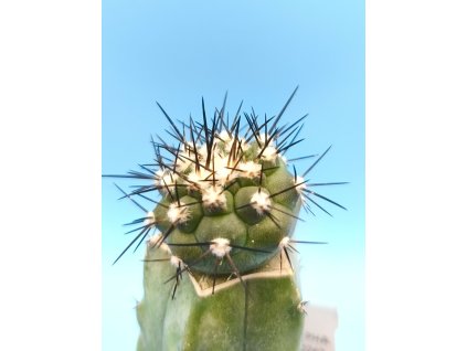 Copiapoa cinerea typ PHA 2945