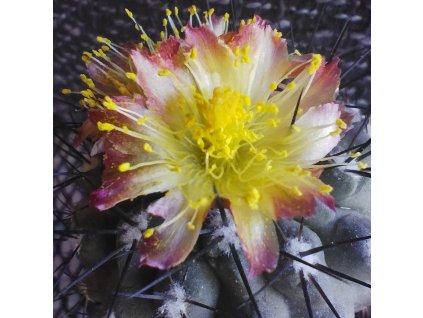 Copiapoa leonensis PHA 2938
