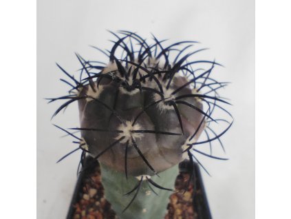 Copiapoa griseoviolacea horská forma PHA 2973