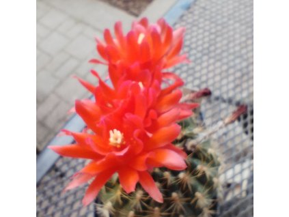 Matucana intertexta Red Flower ASK 707.1