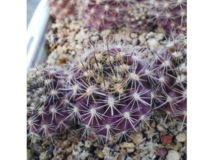 Pyrhocactus andicola JO 719.02