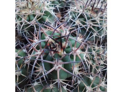 Acanthocalycium brevispinum KP 240