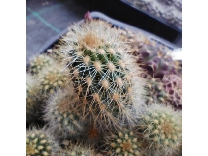 Cleistocactus acranthus ASK 466.3