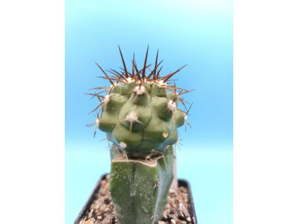 Copiapoa baderii PHA 2915