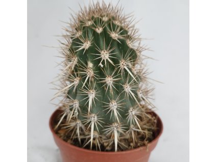 Machaerocereus eruca