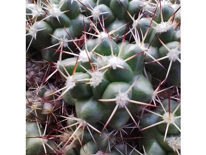 Mamillaria gatesii TL 1416