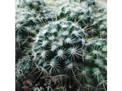 Mamillaria lindsayi fa. TL 465