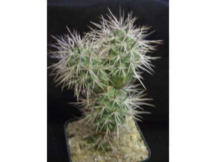 Tephrocactus alexanderii v. bruchii