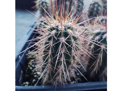 Eulychnia spinibarbis PHA 2238