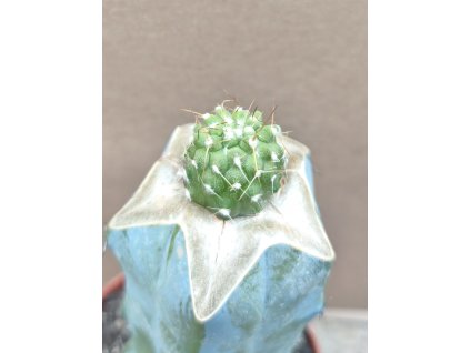 Copiapoa varispinata PHA 2956